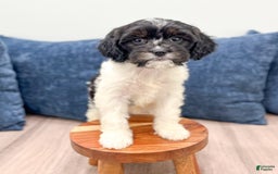Cavapoo dogs for sale: Callie - Image 4