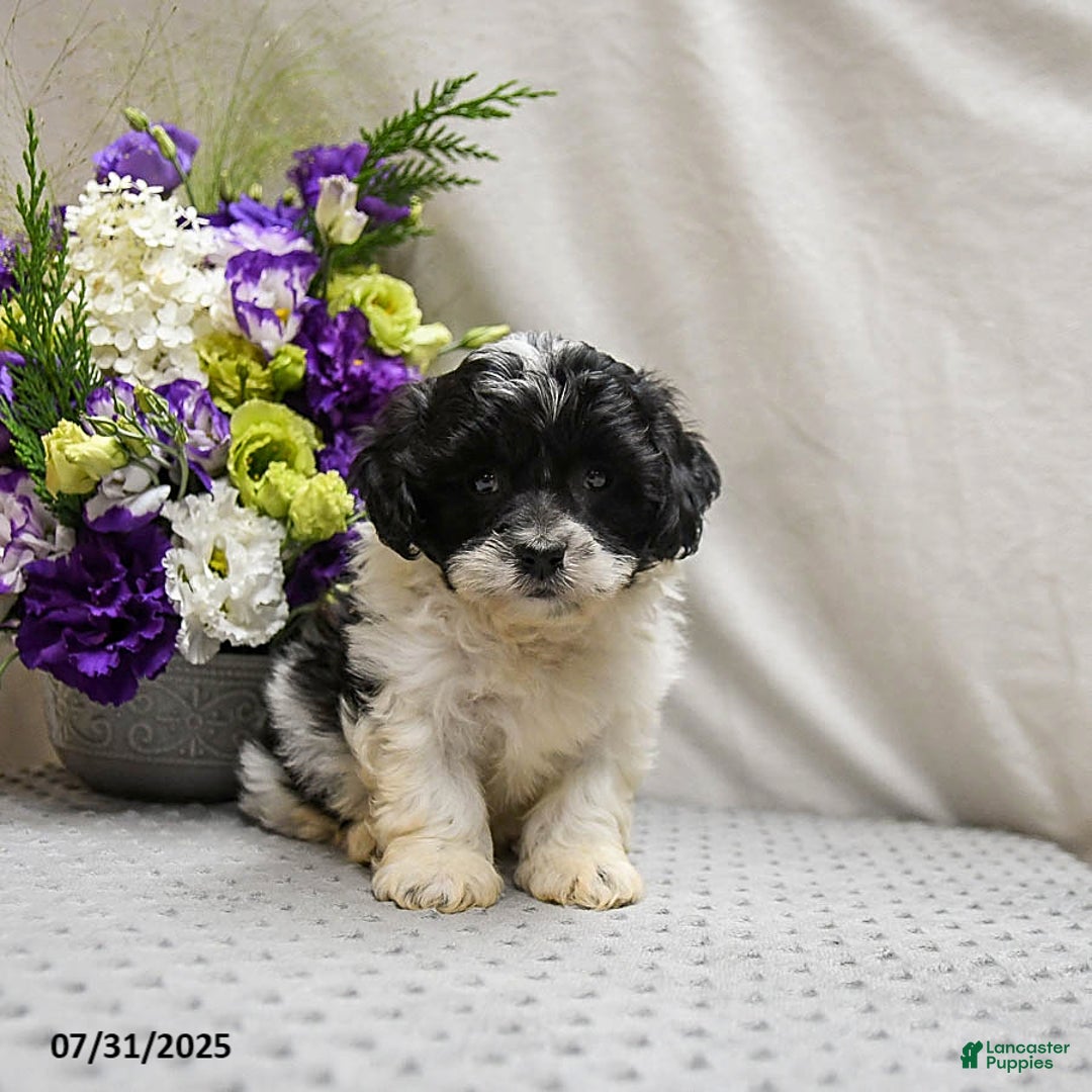 Teddy Bear dogs for sale: Wonton - Image 3