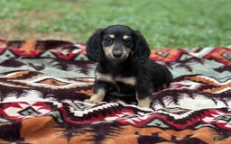 Miniature Dachshund dogs for sale: Smokey - Image 5