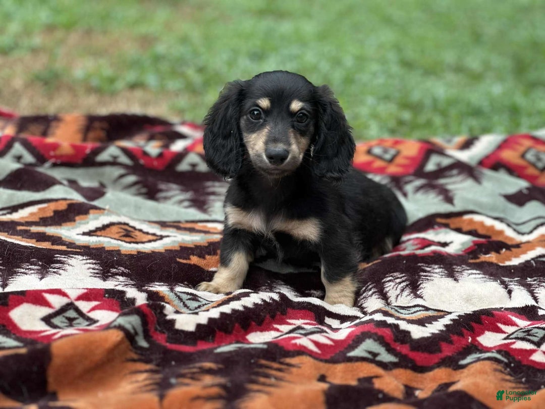 Miniature Dachshund dogs for sale: Smokey - Image 5