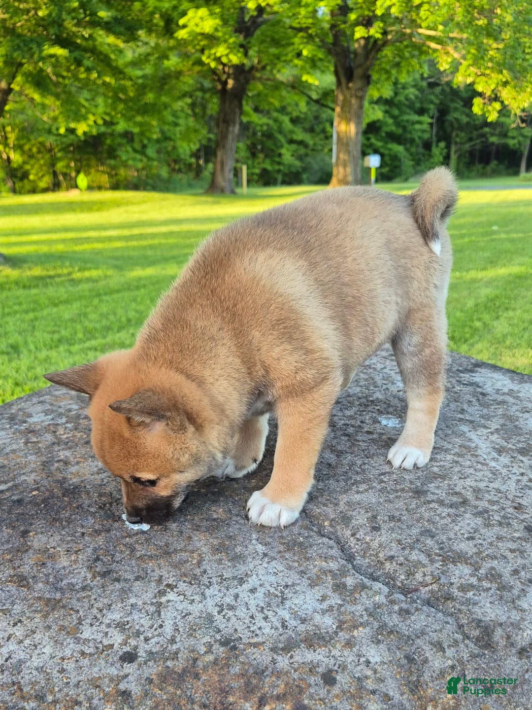 Shiba Inu dogs for sale: Reva - Image 2