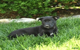 Belgian Malinois dogs for sale: Lily - Image 3