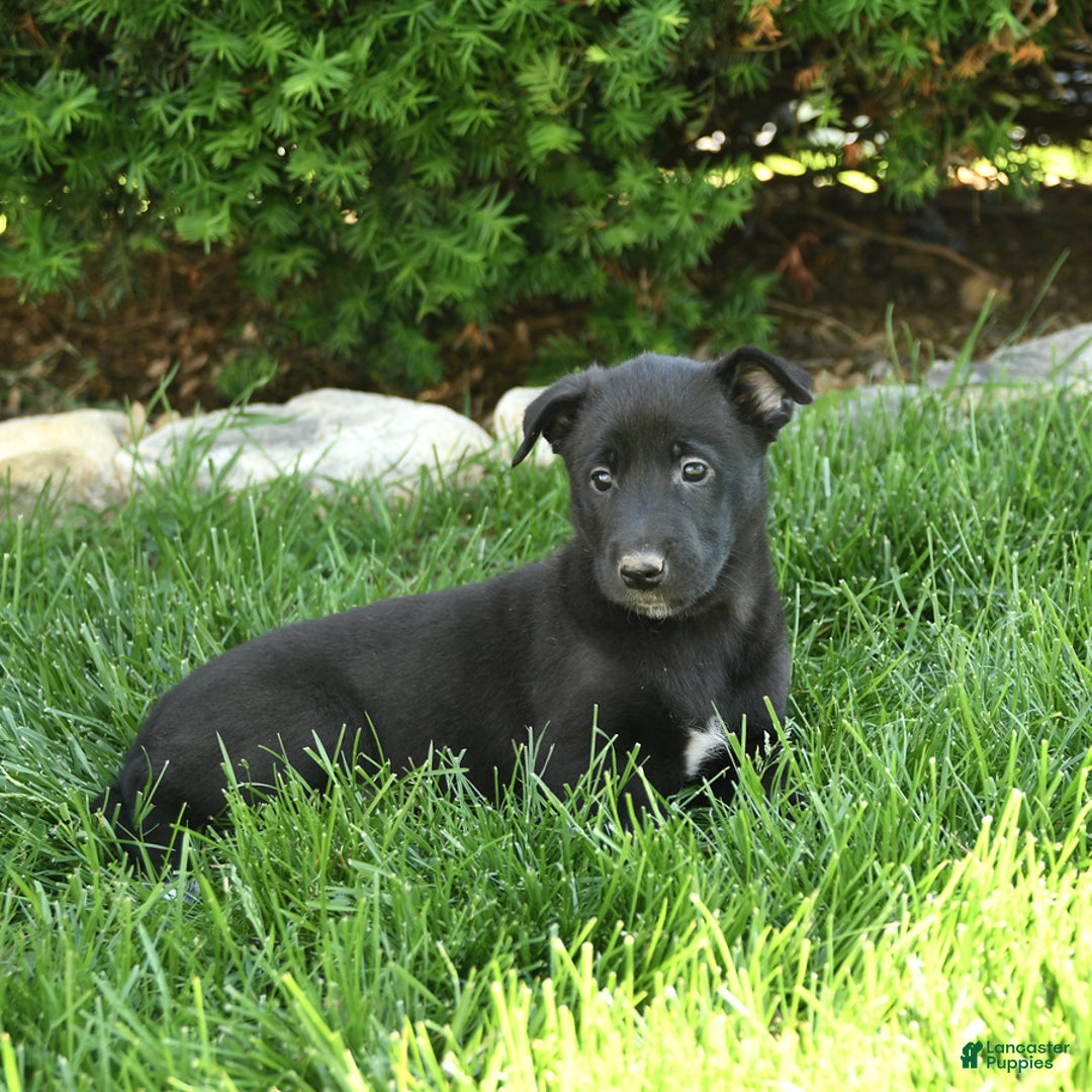 Belgian Malinois dogs for sale: Lily - Image 3