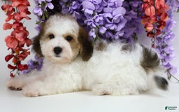 Yorkiepoo dogs for sale: Leo - Image 9