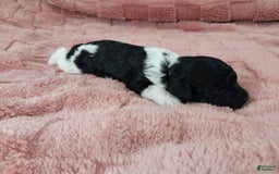 Toy Poodle dogs for sale: Dixie - Image 4