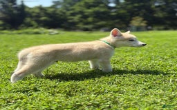 categoriesInfo:categoryAttributeOptions.pets.dogs.breed.akita dogs for sale: Champ - Image 16