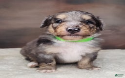 Shetland Sheepdog dogs for sale: Orbit - Image 1