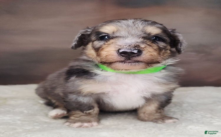 Shetland Sheepdog dogs for sale - Ad 2