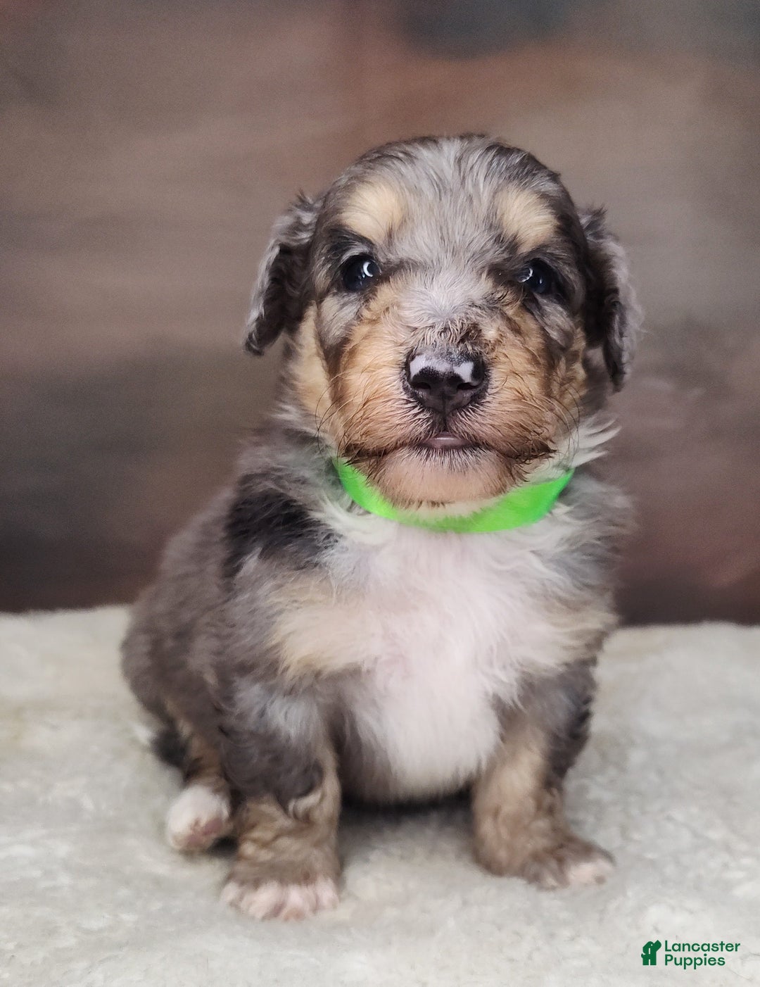 Shetland Sheepdog dogs for sale: Orbit - Image 1