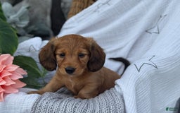 Miniature Dachshund dogs for sale: Buster - Image 7
