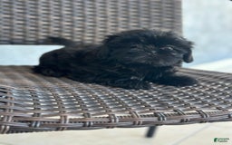 Shih Tzu dogs for sale: Lulu - Image 3