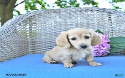 Miniature Dachshund dogs for sale: Luna - Image 4