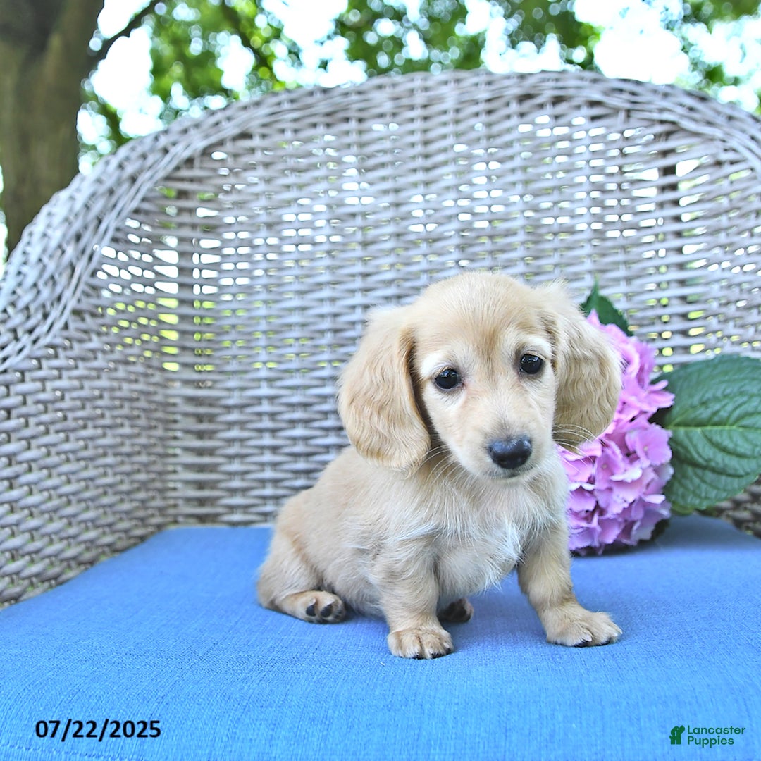 Miniature Dachshund dogs for sale: Luna - Image 4