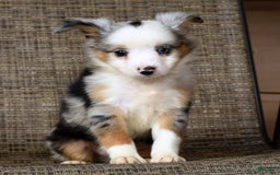  dogs for sale: Maverick - Image 4