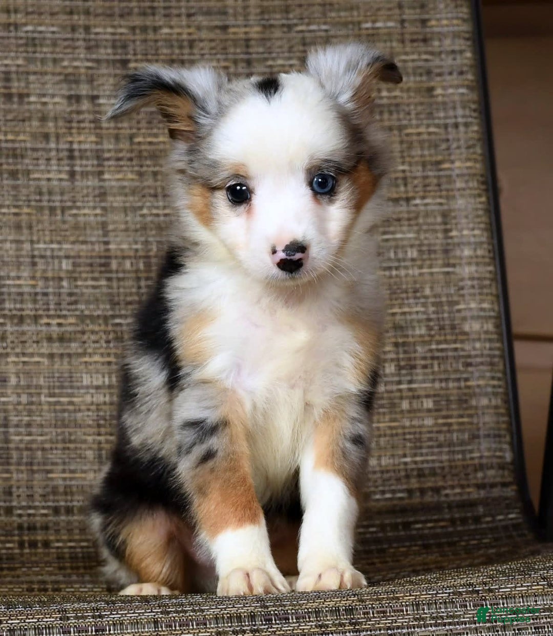  dogs for sale: Maverick - Image 4