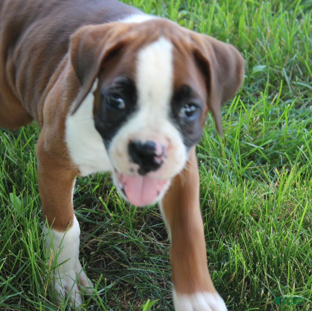 Boxer dogs for sale: Holly - Image 2