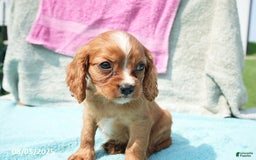 Cavalier King Charles Spaniel dogs for sale: Gloria - Image 3
