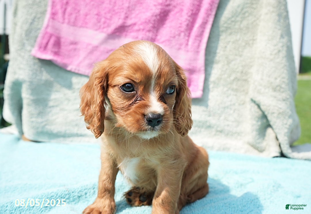 Cavalier King Charles Spaniel dogs for sale: Gloria - Image 3