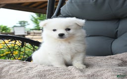 American Eskimo dogs for sale: Felix - Image 3