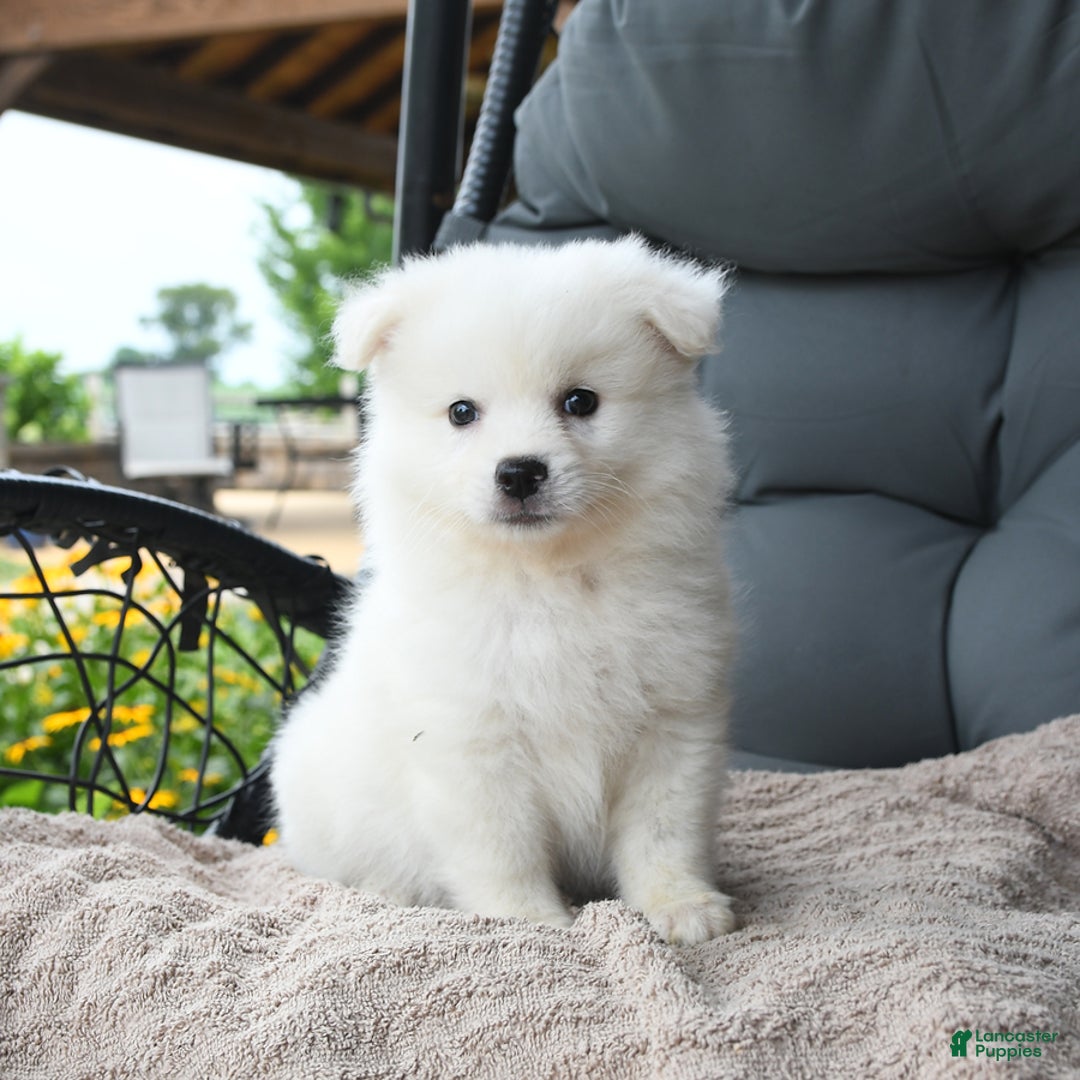 American Eskimo dogs for sale: Felix - Image 3