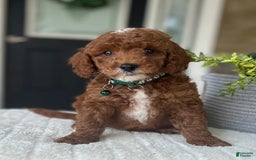 Mini Goldendoodle dogs for sale: Scout - Image 2