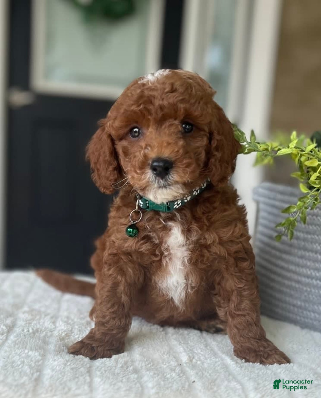 Mini Goldendoodle dogs for sale: Scout - Image 2