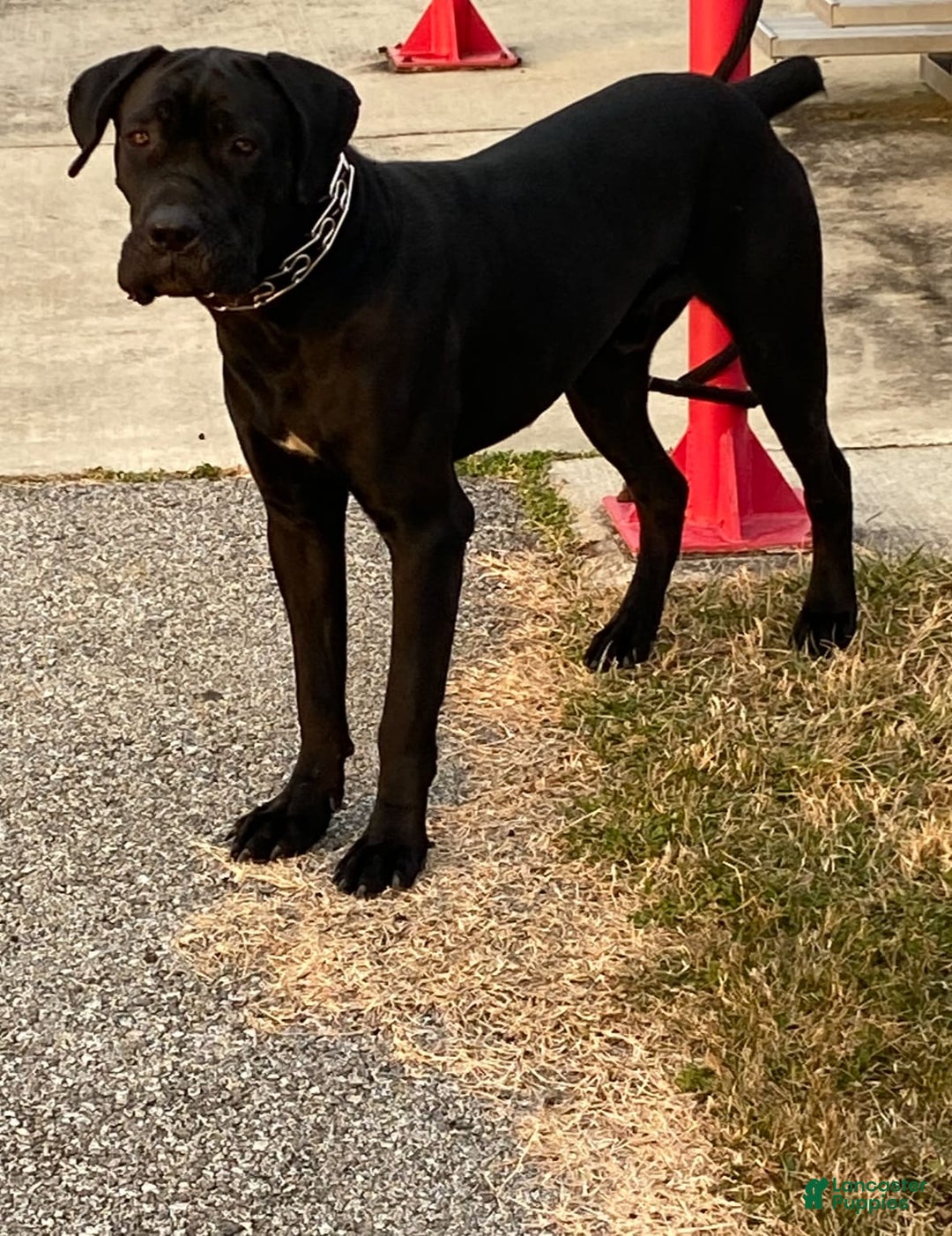 Cane Corso dogs for sale: Deacon - Image 11