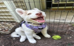 Siberian Husky dogs for sale: Dakota - Image 1