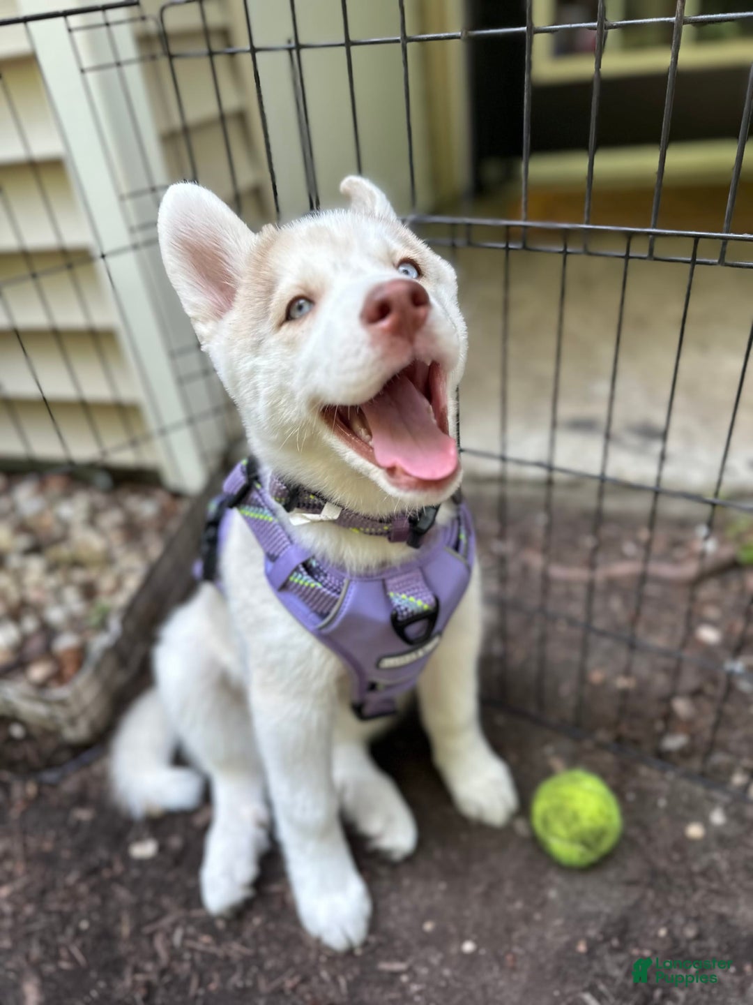 Siberian Husky dogs for sale: Dakota - Image 1