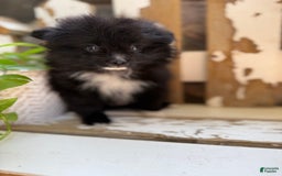 Pomeranian dogs for sale: Fluffy - Image 14