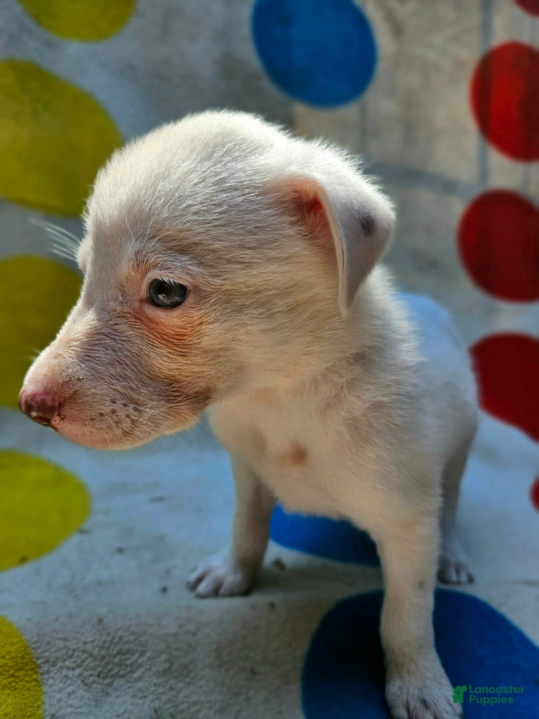 Border Collie dogs for sale: Hissy - Image 4