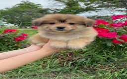 Yorkshire Terrier dogs for sale: Cooper - Image 10