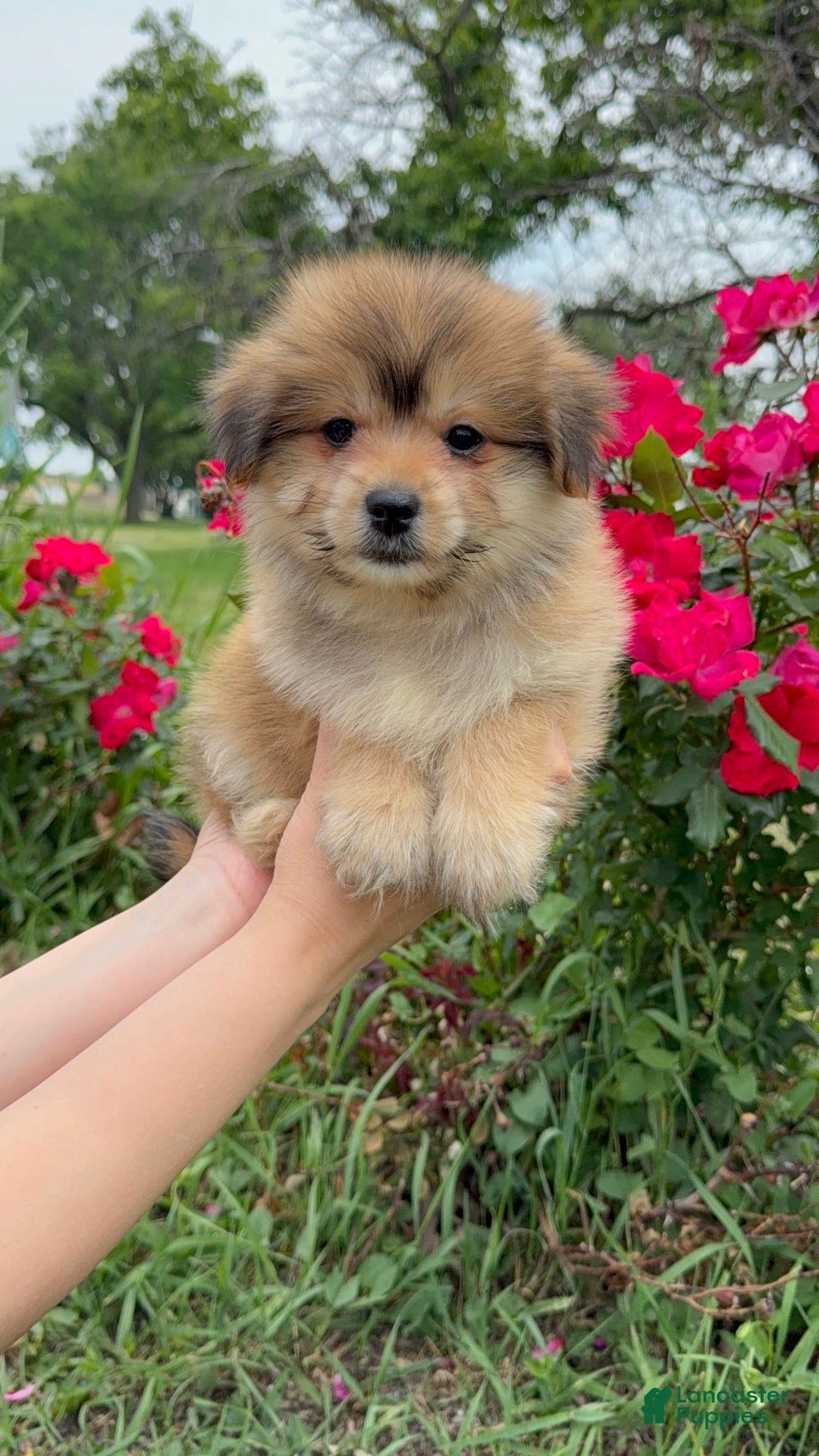 Yorkshire Terrier dogs for sale: Cooper - Image 10