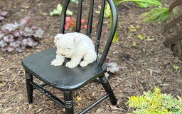 Miniature Schnauzer dogs for sale: Tucker - Image 7
