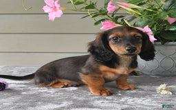 Miniature Dachshund dogs for sale: Laudon - Image 9
