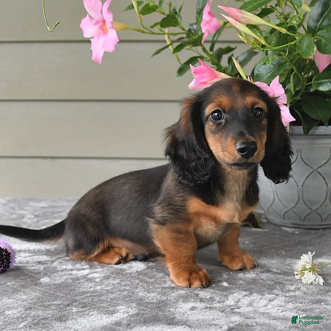 Miniature Dachshund dogs for sale: Laudon - Image 9