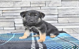 German Shepherd dogs for sale: Shelley - Image 1