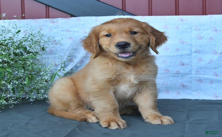 Golden Retriever dogs - Advert 8