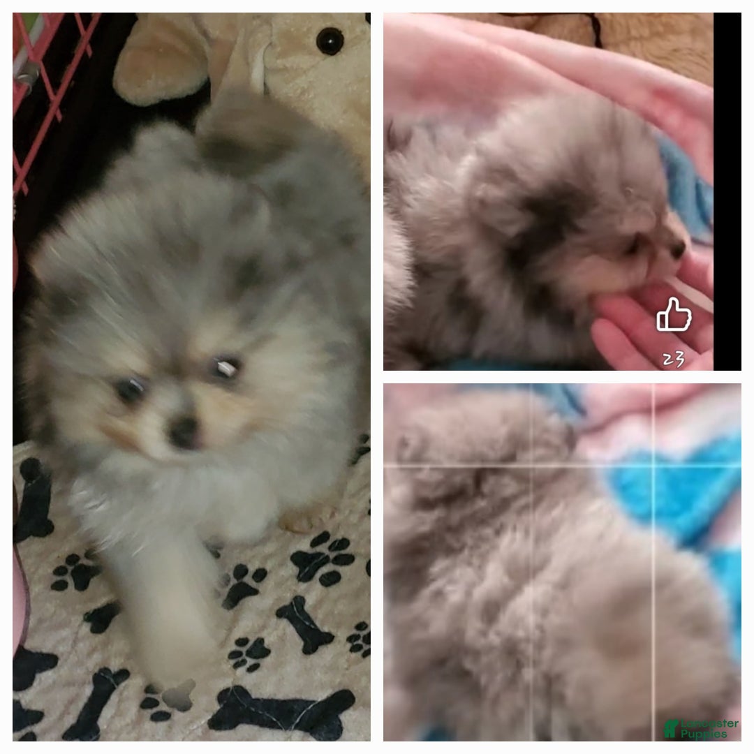 Pomeranian dogs for sale: Buzz - Image 20