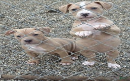 American Pit Bull Terrier dogs for sale: Stirrfry - Image 4