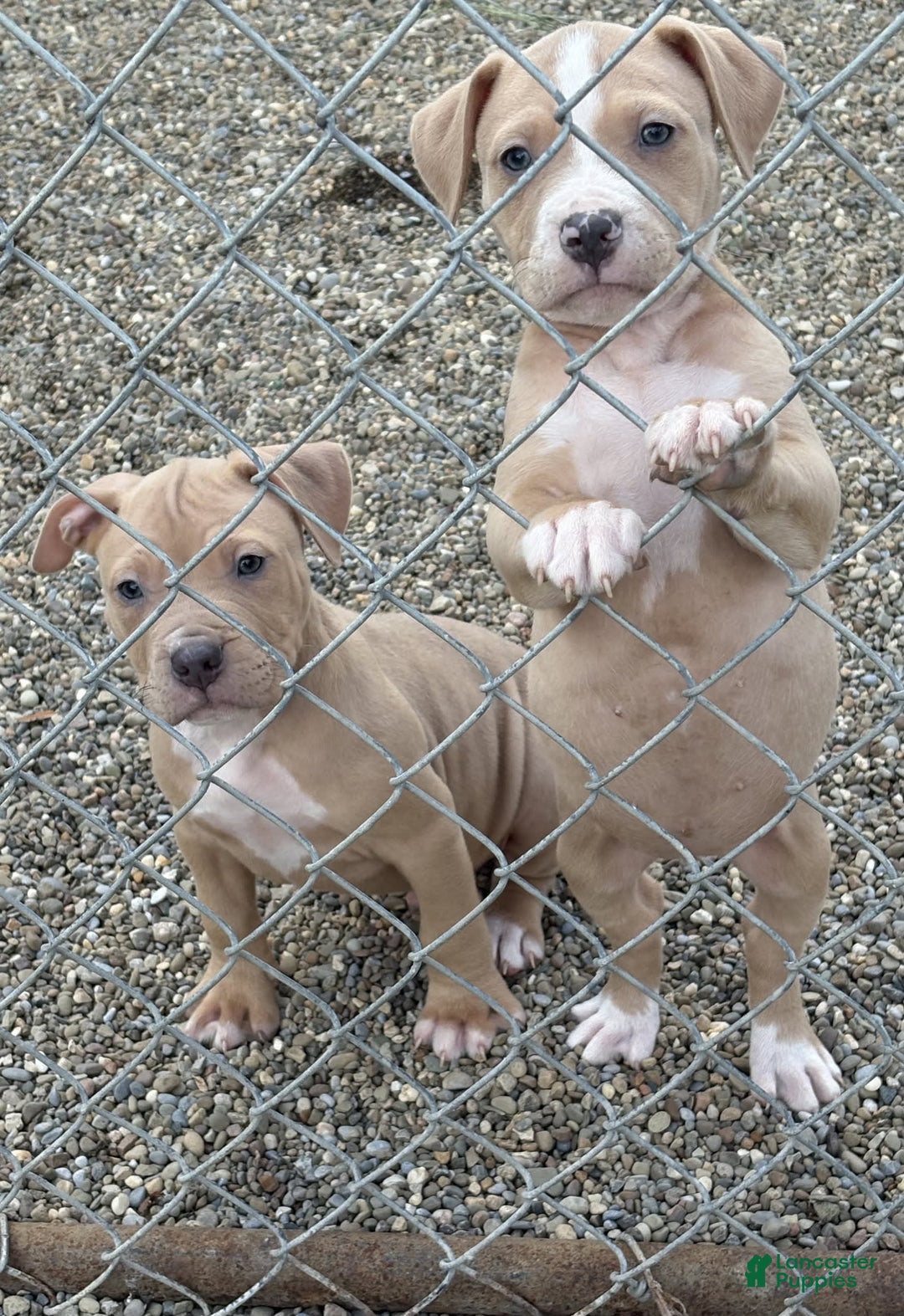 American Pit Bull Terrier dogs for sale: Stirrfry - Image 4