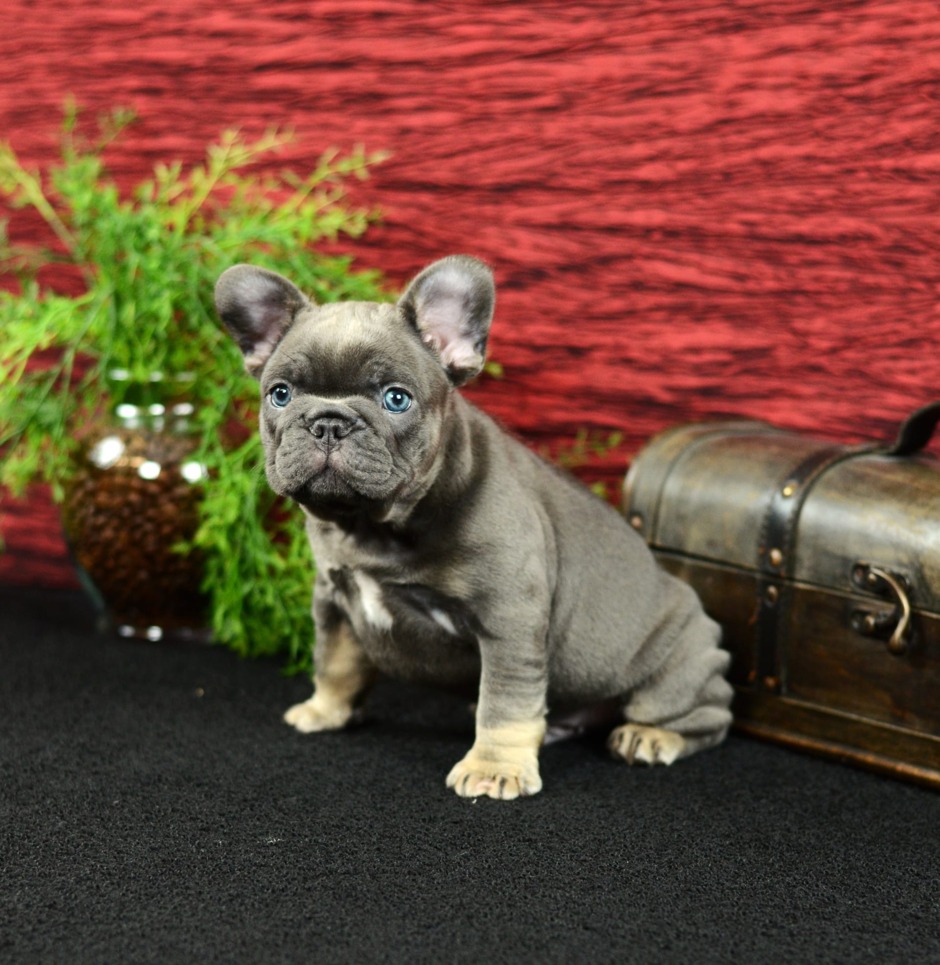 French Bulldog dogs for sale: Benji - Image 2