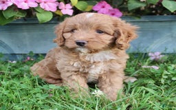 Cavapoo dogs for sale: Olive - Image 8
