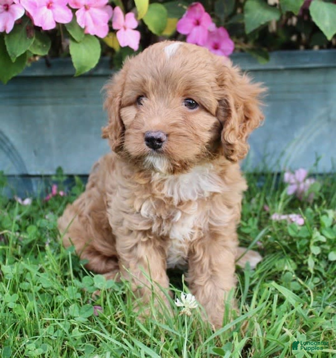Cavapoo dogs for sale: Olive - Image 8
