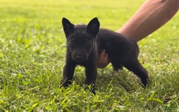 Belgian Malinois dogs for sale: Akc Certified Male 7 - Image 3