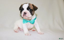 French Bulldog dogs for sale: Odin Akc - Image 10
