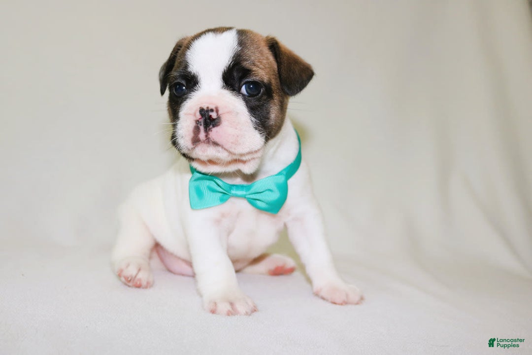 French Bulldog dogs for sale: Odin Akc - Image 10