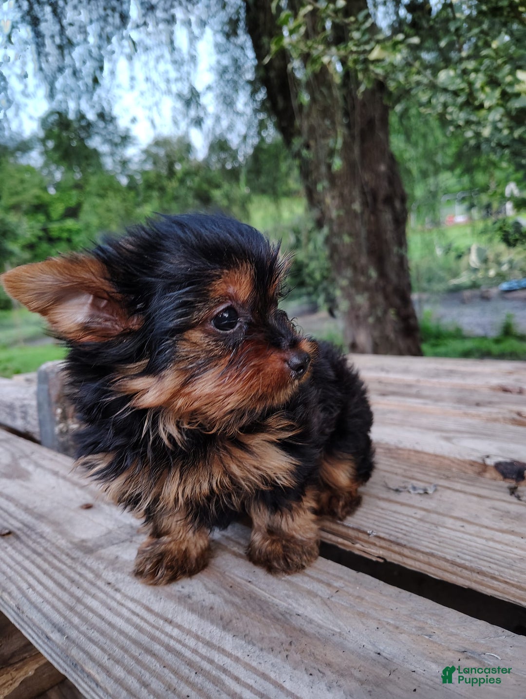 Yorkshire Terrier dogs for sale: Shep - Image 20
