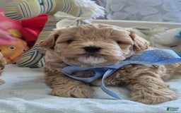 Maltipoo dogs for sale: Abbey - Image 2