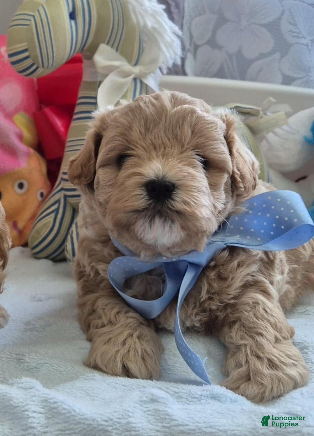 Maltipoo dogs for sale: Abbey - Image 2